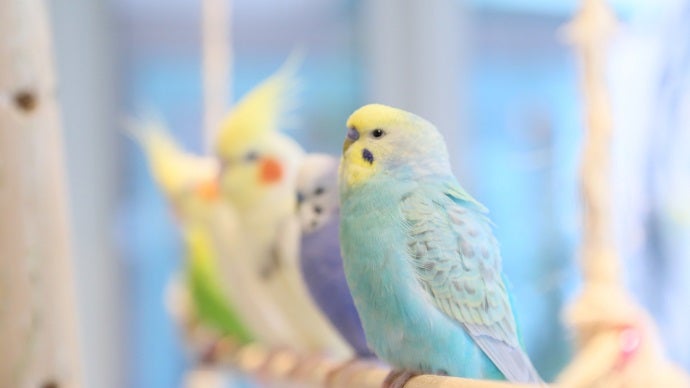 ことりカフェ表参道」小鳥スタッフのお引っ越しにつき、応援サポーター