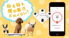 キャリーやトレーに貼るだけ！スマホでペット健康管理・スマート体重計くるみスケール