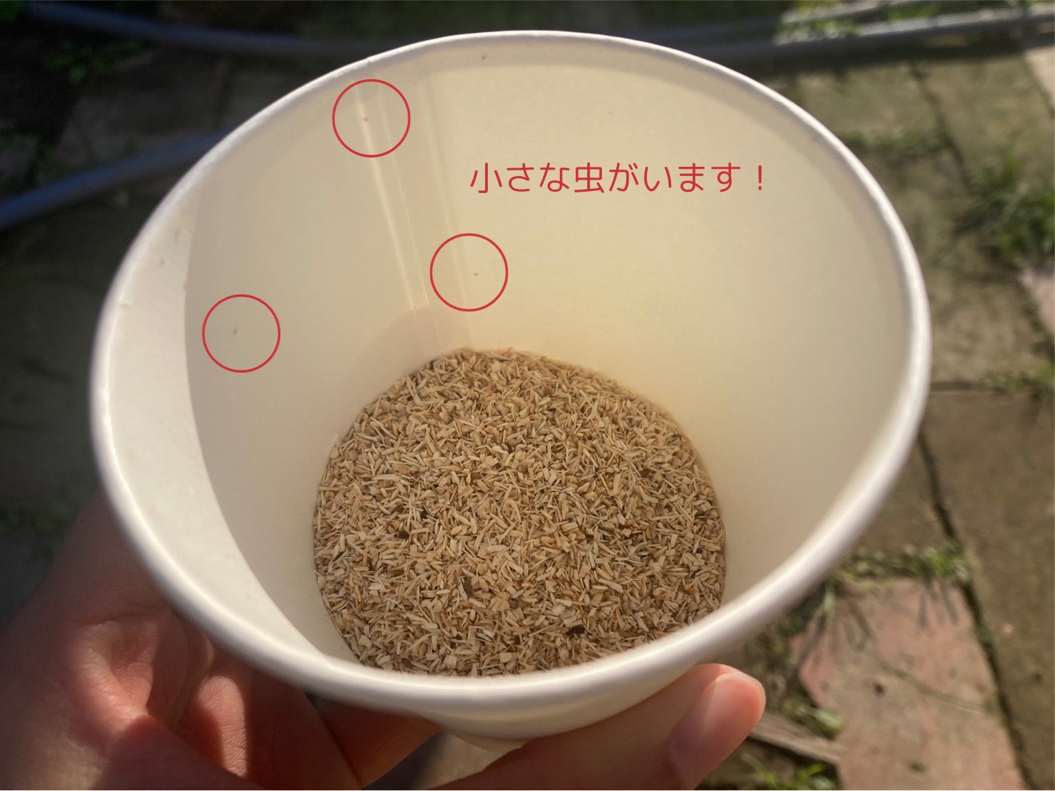 1粒7万円】【福岡で認証率2％以下の特別栽培】稀少な特大あまおう苺