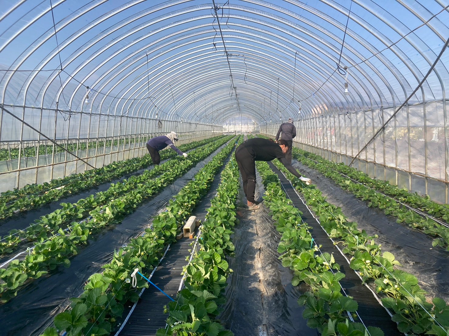 いちご‪☆  タイムカプセル1面 白いちごな豆がま口小銭入れ（牛革製） | EARL'S FAVOURITE（アールス