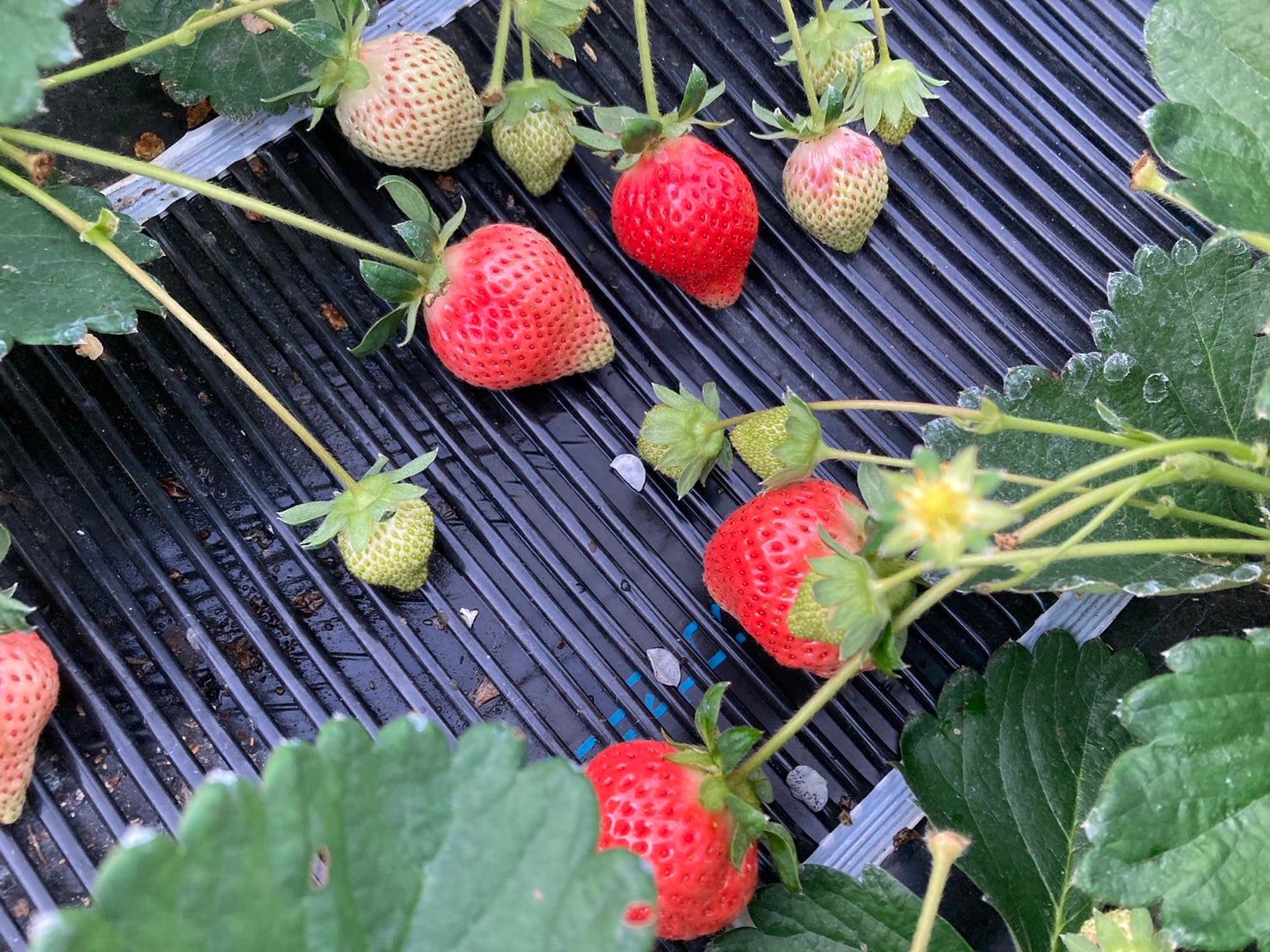 Makuake｜【1粒7万円】【福岡で認証率2％以下の特別栽培】稀少な特大