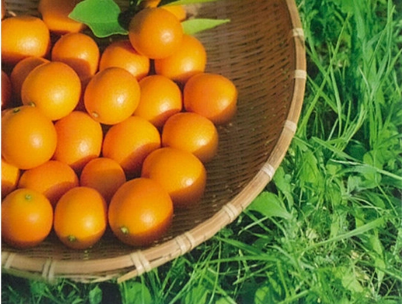 新ブランド「津貫の金柑」を丸ごと詰め込んだ 香りの宝石瓶「金柑