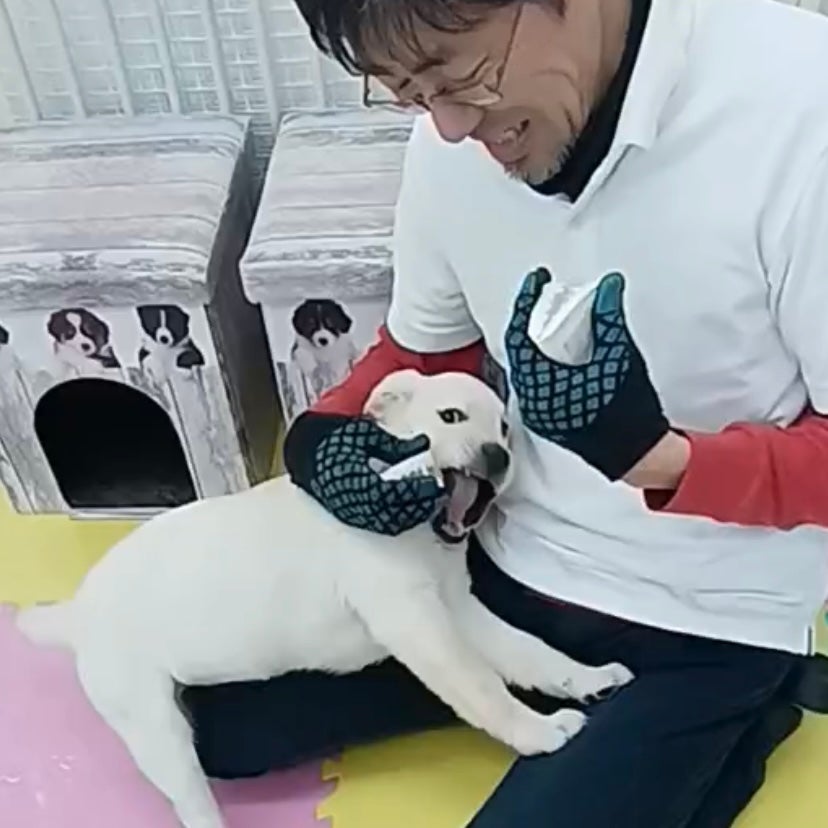 Makuake｜「噛ませる」ではなく「噛む」。愛犬と楽しく遊べるあまがみ