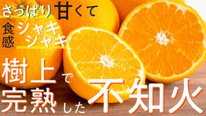 【フルーツ大国和歌山紀の川産】農家のこだわりが詰まった樹上完熟不知火を産地直送！
