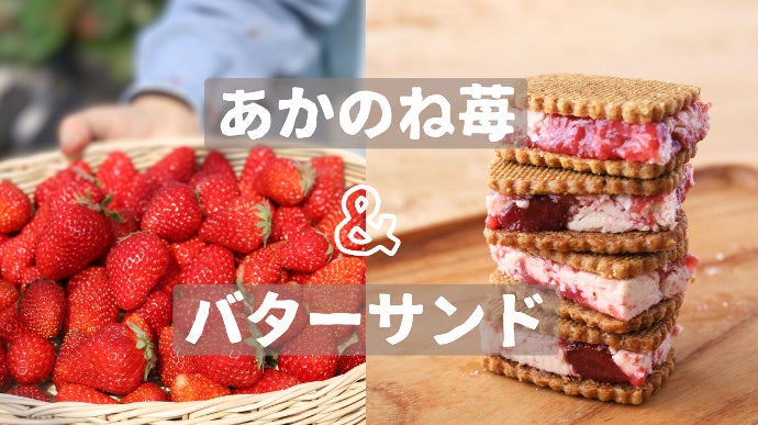 土に愛された秘密のいちごが解禁！ミモザショコラトリーの”濃香”苺