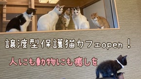 人も動物も同じ命として扱われ、殺処分ゼロになる社会を目指して！