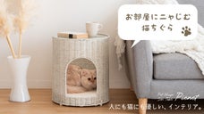 上でお昼寝、中でくつろぎ！上からも覗ける、「絵」になるサイドテーブルの猫ちぐら