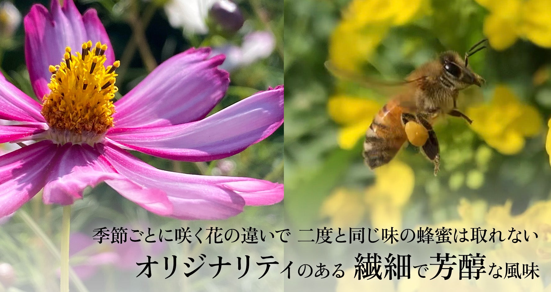 博多ハニーより「ふわっ」とはちみつ香る 贅沢なチョコスプレッド