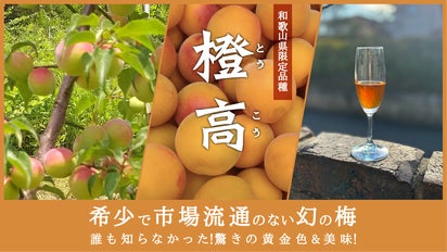 shokkika様 リクエスト 農薬不使用豊後梅 9キロ位 （2025年最新
