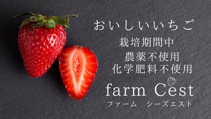イチゴ‼️他の方はご購入できません‼️ 市場に出回るいちごの中で1％未満の贅沢ないちご 「おいしいいちご