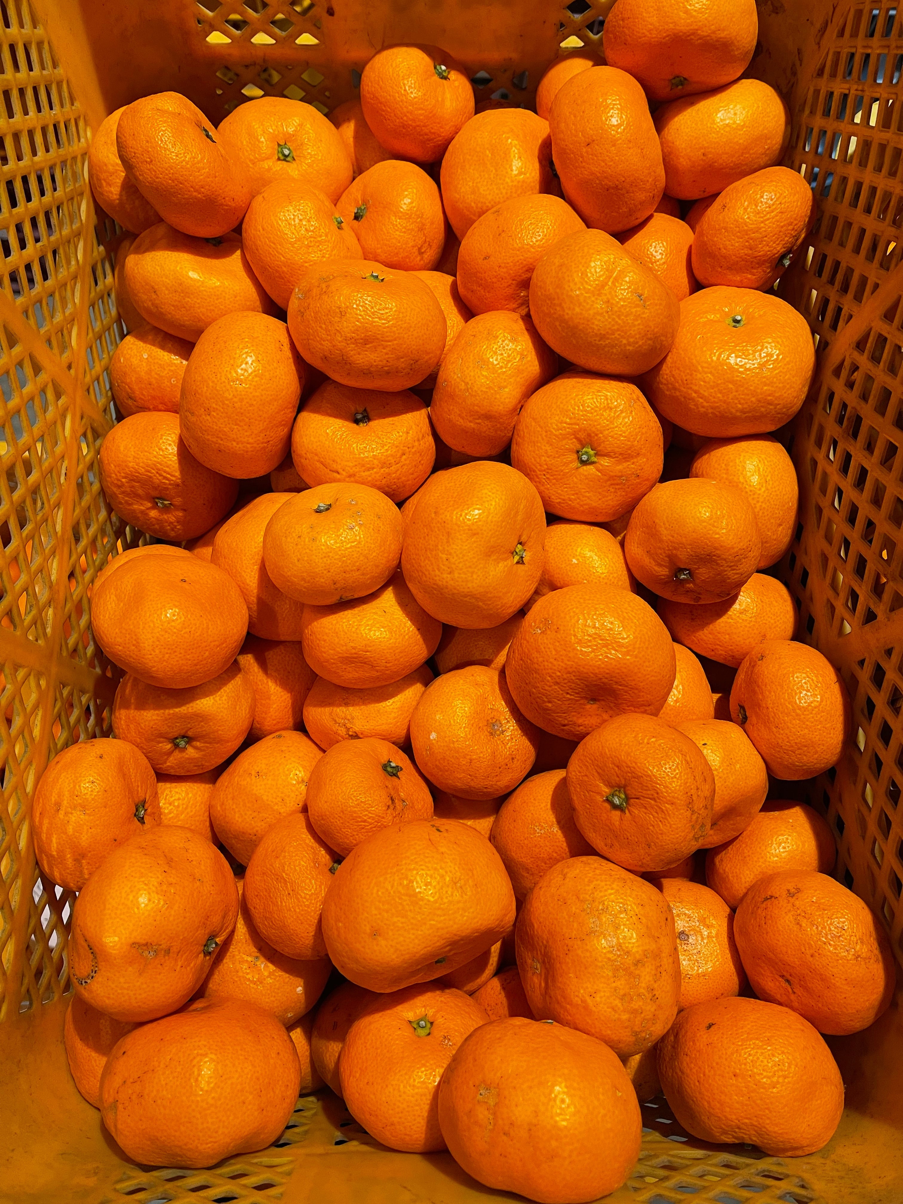 Ha-M-R❤みかん＊超レア❤超厚手＊極やわ⭐Wボア☆シングルお布団⭐ 数量限定】新感覚！皮なしまるごと食べられるプレミアム冷凍みかん