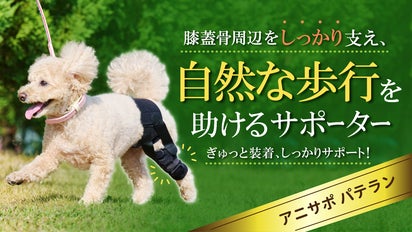 膝蓋骨周辺をしっかり支える犬用膝サポーター“アニサポ パテラン