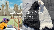伝統技術で紡ぐエアリーヒーター！ベビーアルパカのマフラー＆ストール【第2弾】