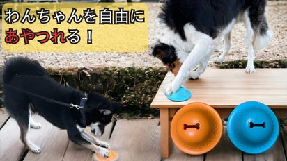 ワンちゃん猫ちゃんの運動不足解消【円盤が滑りまくる!!】犬、猫