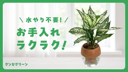 毎日の水やりを忘れちゃう人でもOK！癒やしの植物をお手軽に！底面給水