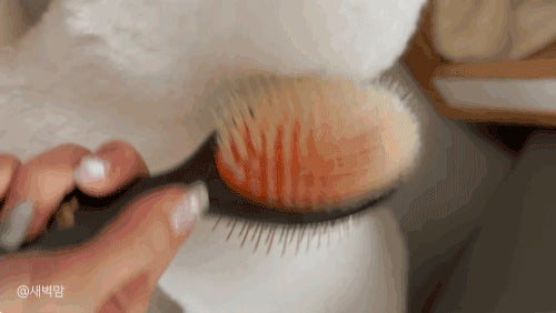 Makuake｜ペットのもつれた毛の整理とクーリングケアを同時に