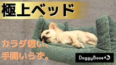 抗菌防臭！洗える！体圧分散ペットベッド｜愛犬の体をいたわり極上のうっとり体験を。