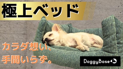 倉庫整理品 大型犬までくつろげる室内ベット 新品 DOGGY Mam