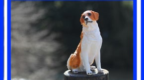 人気野球選手の心ときめく愛犬「コーイケルホンディエ」リアルな置物。 心豊かに。