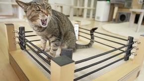 爪研ぎ面は両面使用が可能！丈夫で長持ち！プロレスリング風の猫の爪とぎ
