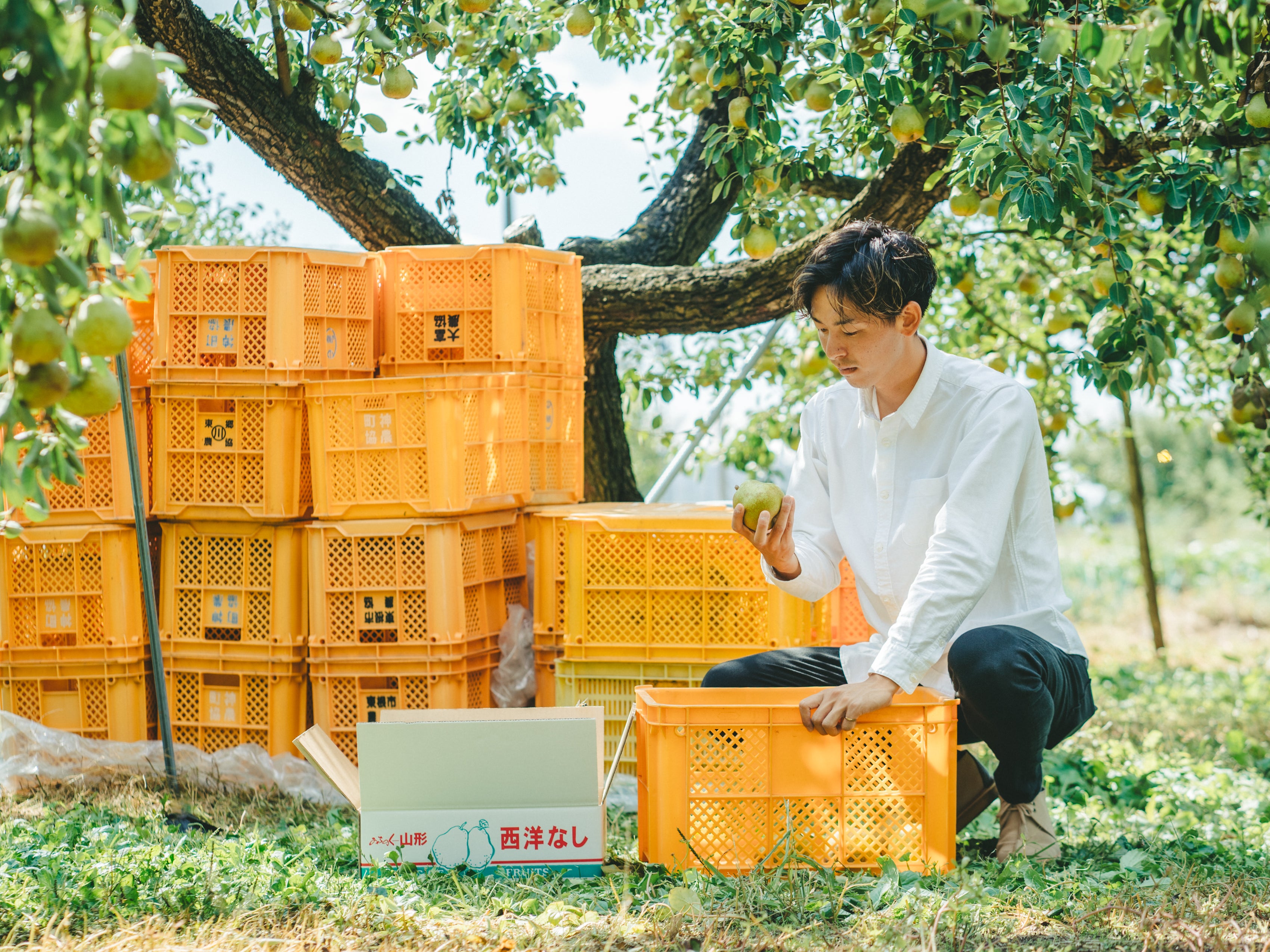 次世代くだもの農家、初の予約販売！渾身のさくらんぼで「既存販売網