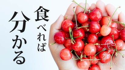 次世代くだもの農家、初の予約販売！渾身のさくらんぼで「既存販売網