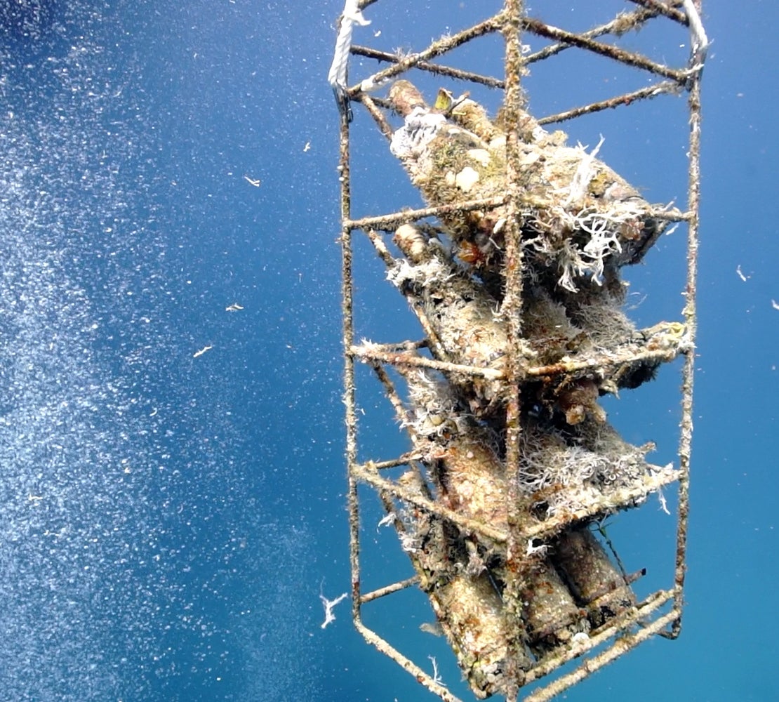 Makuake｜世界自然遺産・奄美大島の海で造るサステナブルな「海底熟成
