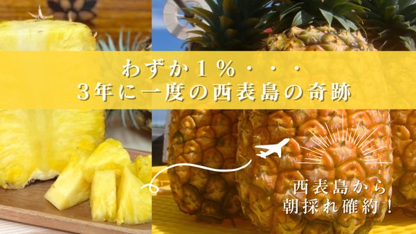 【生産量わずか1%、3年に一度の収穫！】希少な西表島産パイナップルを御賞味あれ！