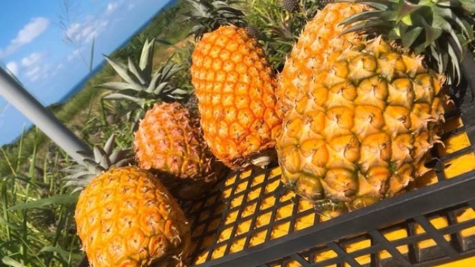生産量わずか1%、3年に一度の収穫！】希少な西表島産パイナップルを御