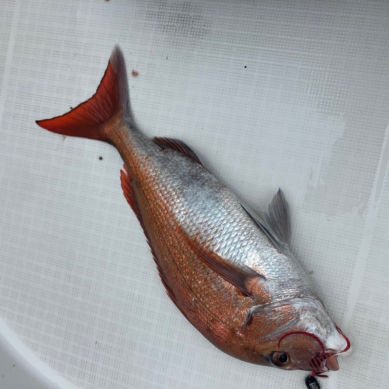 Makuake｜錘のグラムを「自由自在」に変更可能！いろんな魚種に併用