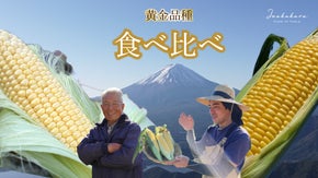 河口湖の夏の風物詩「恵味ゴールド」&「ゴールドラッシュ」の食べ比べがおすすめ！