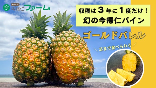 【沖縄 農家直送！】国内流通1%の幻パイン「ゴールドバレル」が自宅で味わえる
