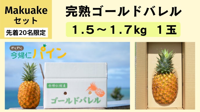 沖縄 農家直送！】国内流通1%の幻パイン「ゴールドバレル」が