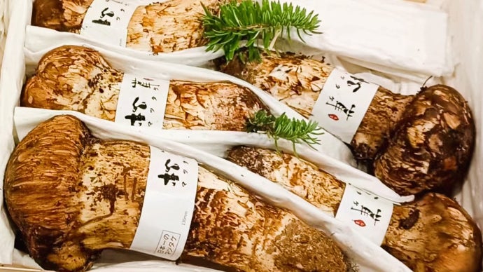 世界最大級の松茸産地から専用ルートで直送。元青果商社プロがお届け