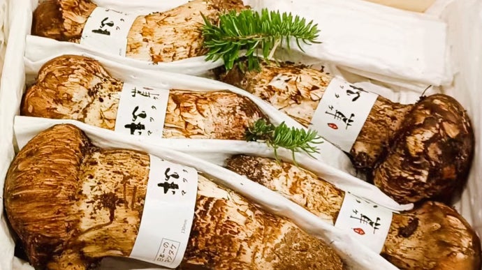 世界最大級の松茸産地から専用ルートで直送。元青果商社プロがお届け
