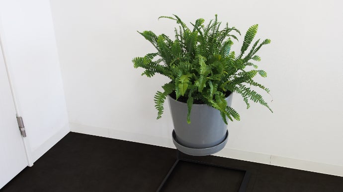 お花や観葉植物が宙に浮いて見える不思議なフラワースタンド｜マクアケ