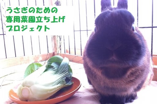 うさぎのための専用菜園立ち上げプロジェクト！