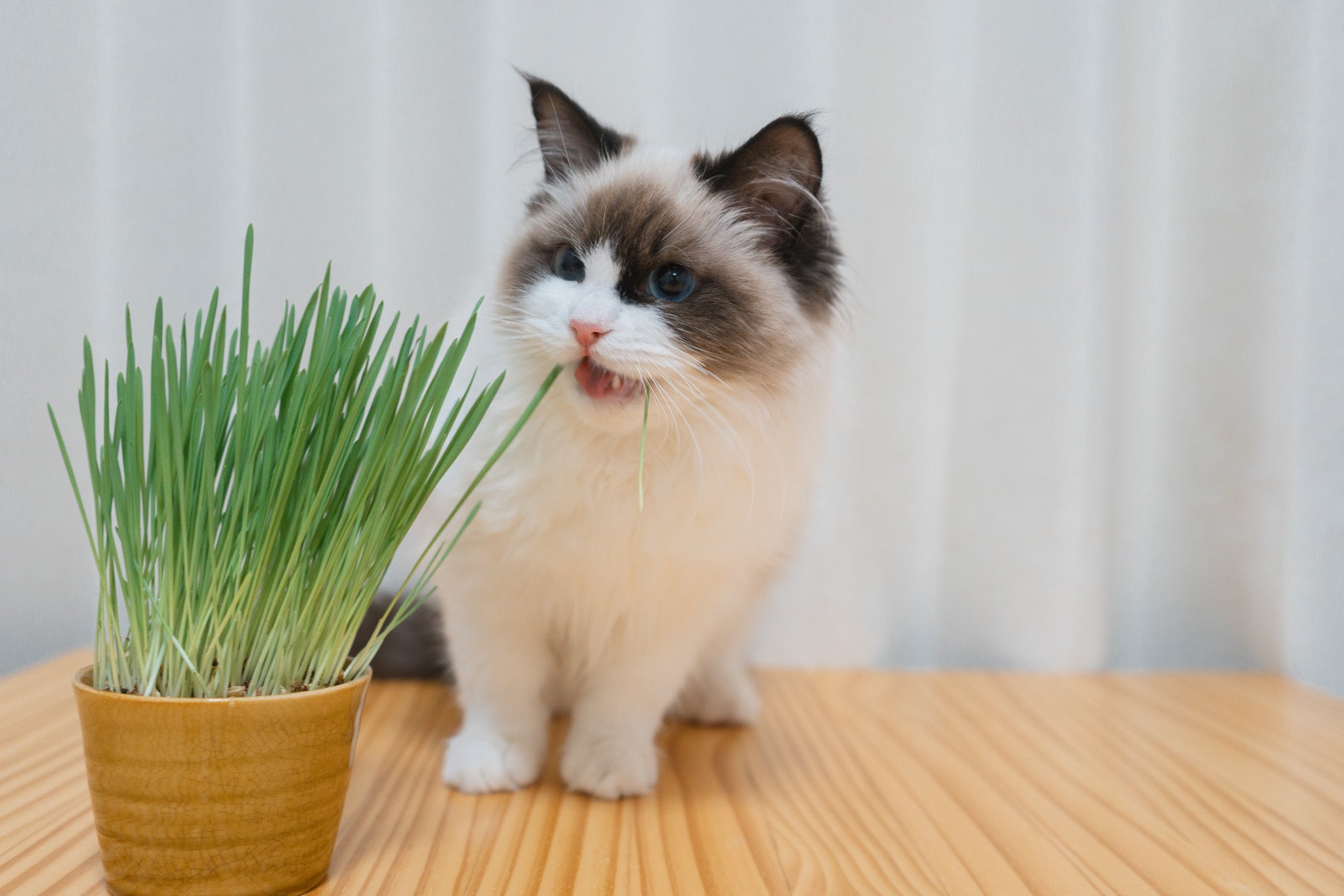 ネコちゃん、ワンちゃんの草栽培ライトスタンド ネコちゃん