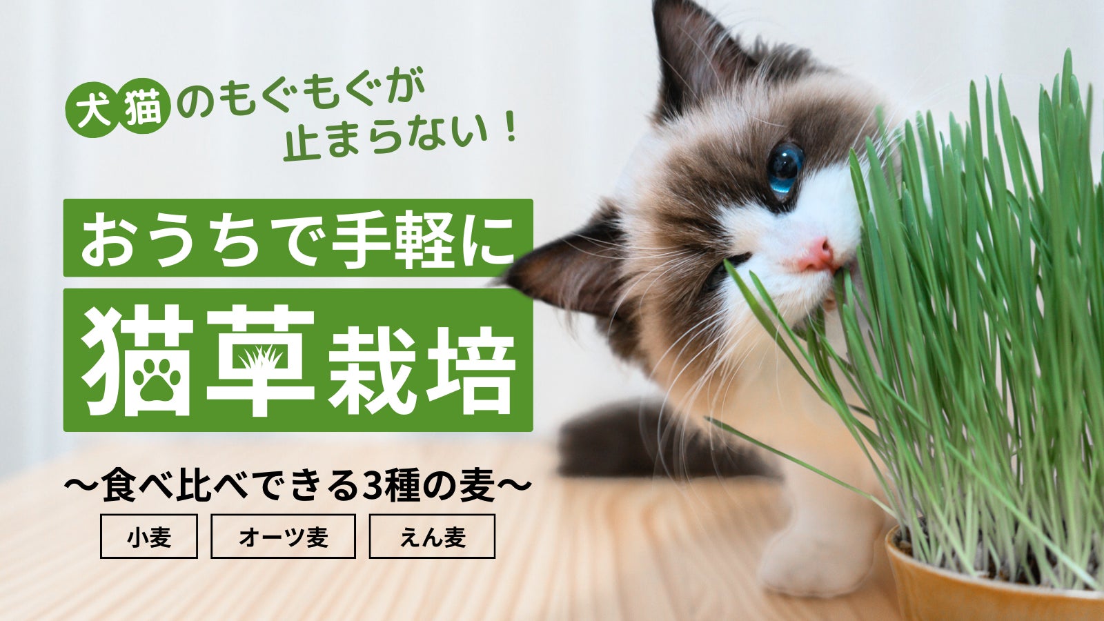 ネコちゃん、ワンちゃんの草栽培ライトスタンド