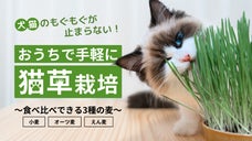 たった1週間で育つ！ 犬猫が夢中で食べる、プランナーズの「有機猫草」栽培キット