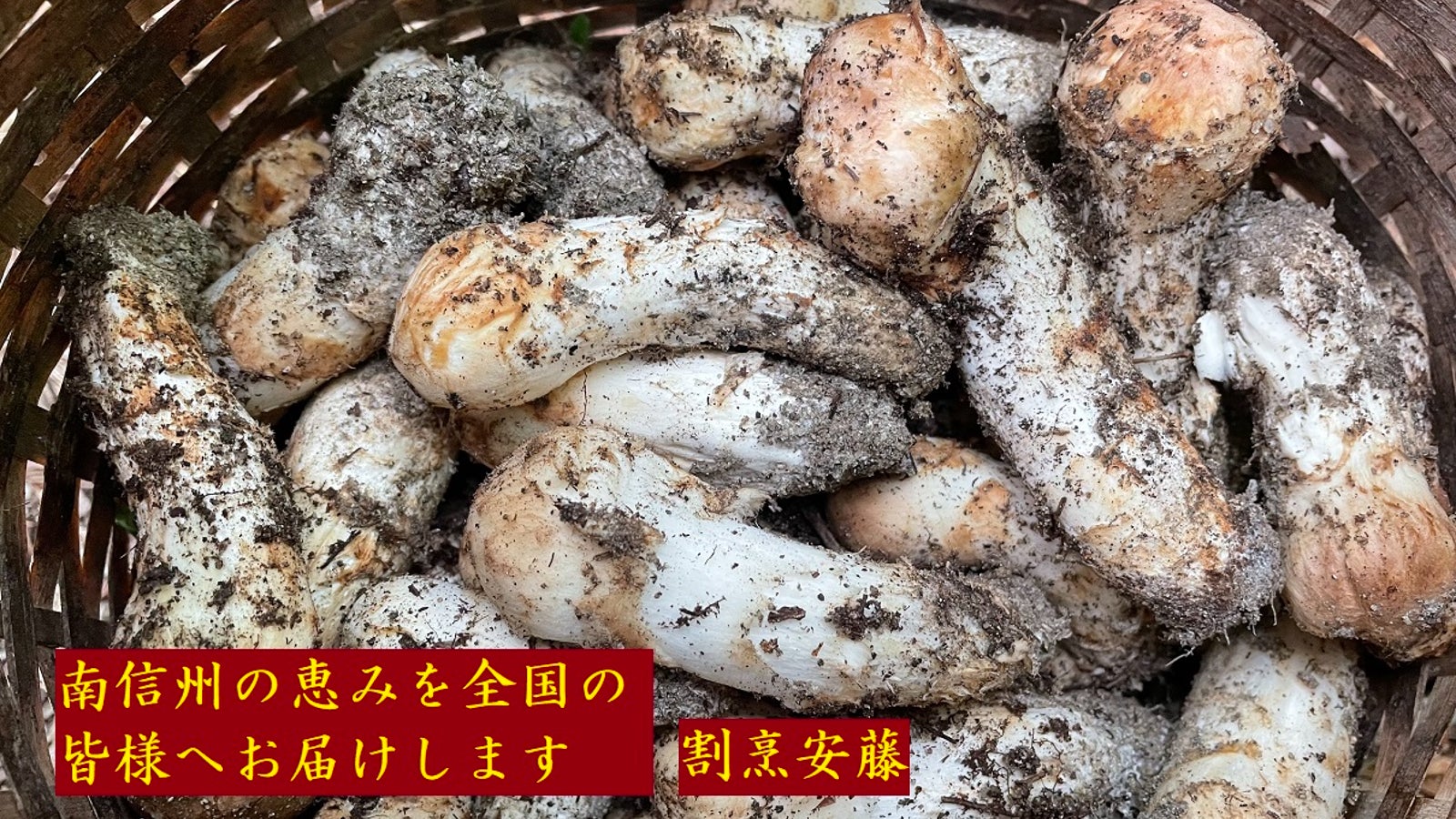 信州木曽産　松茸350グラム 木曽の情報『きそナビ』by 道の駅日義木曽駒高原