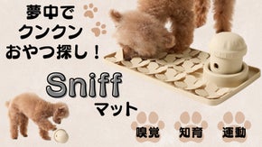 お家でクンクン嗅覚トレーニング！雨の日の運動もおやつの管理も一挙にお任せ！