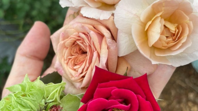 世界にひとつだけの体験】試験栽培の過程で生まれた希少なバラの購入