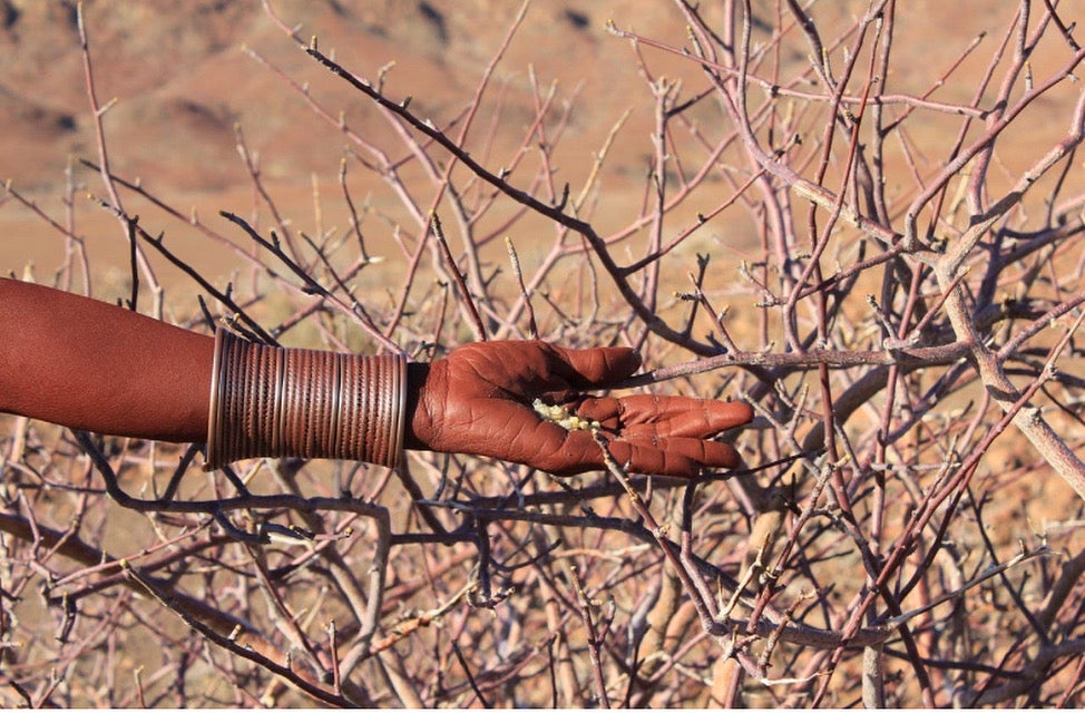 ナミビア産ワイルドミルラ(樹脂) 香料の原料