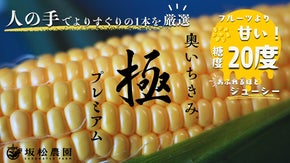 【限定200】奇跡の極甘厳選種【奥いちきみ】を更にプロの手で厳選したとうもろこし