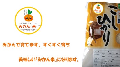 みかん♪ お米 みかんで日本のお米を美味しく！驚きの「みかん米」の公開に立ち会える