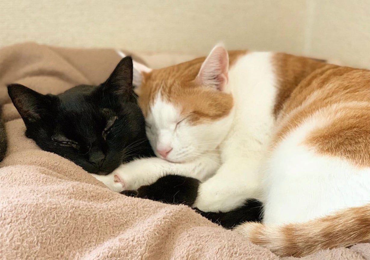 愛猫の面影を宿す、世界で一つのオーダーメイド「ねこ骨壺」｜マクアケ