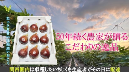 本当の完熟いちじくをお届け】京都で50年続く農家が育てる『輝きの 