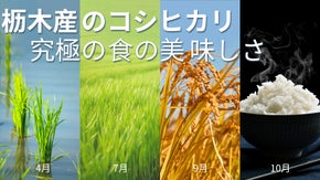 注目の上品なお米「栃木産こしひかり」９月に稲刈り、１０月に届く新米！