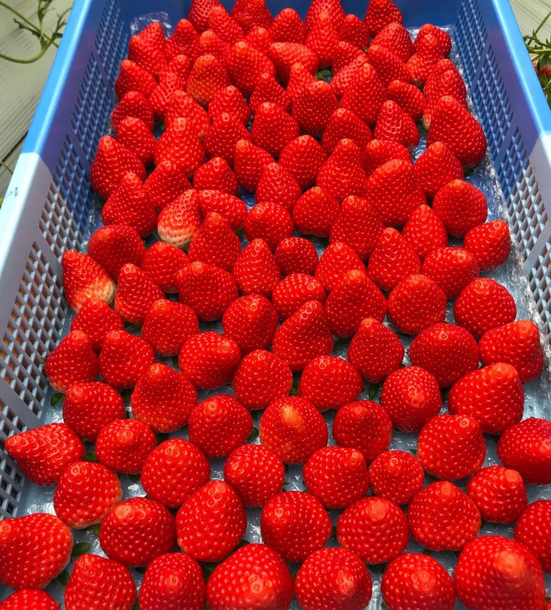 宮崎県えびの産いちごの美味しさがぎっしり】けずりいちご｜マクアケ